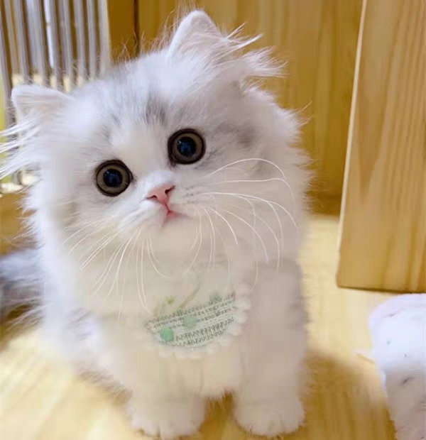 猫舍直销,批发价出售,长毛英短猫